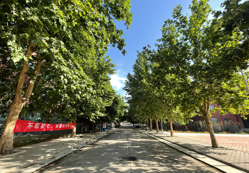 綠蔭大道
